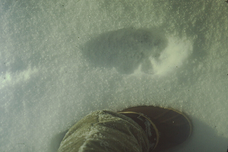 눈밭에 찍힌 캐나다 스라소니의 발자국. 환경디엔에이 연구자들은 이 눈 속에서 동물의 유전정보를 검출한다. 위키미디어 코먼스