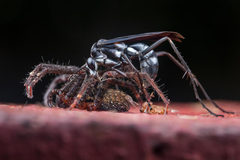 말벌에 잡힌 거미. Credit: Roberto García-Roa/BMC