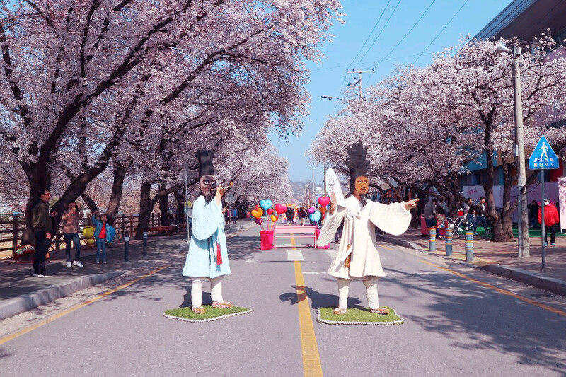 경북 안동시는 코로나19 확산세로 2022 안동 벚꽃축제를 취소한다고 밝혔다. 안동시 제공