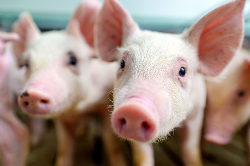 ﻿세계적인 장기 부족 문제의 해결 방안으로 동물 장기를 사람한테 이식하는 이종장기 연구가 활발하다.  출처: Animal Free Research UK