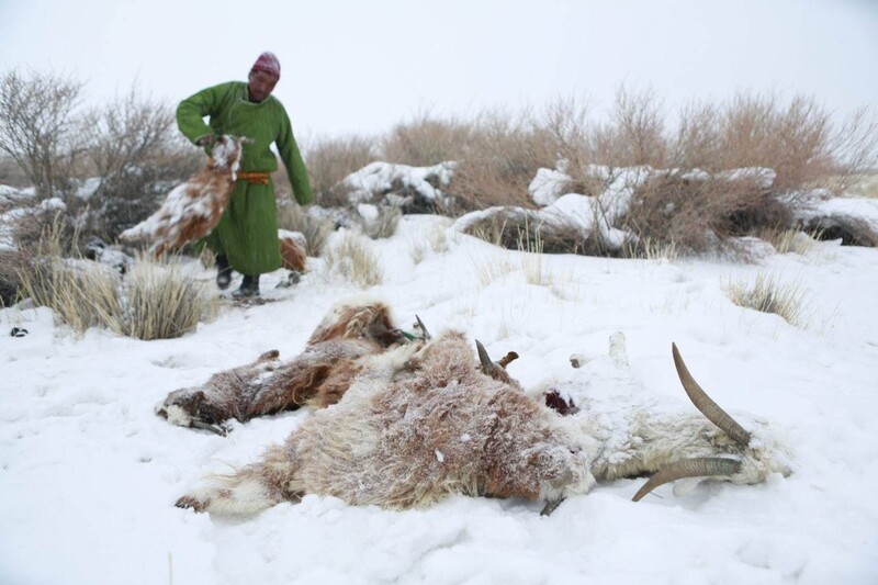 2016년 3월 21일 몽골 서부 오브스 아이막에서 한 목동이 눈 속에 가축 사체를 버리고 있다. 여름 가뭄에 이어 겨울 폭설이 쏟아지면서 목초지와 초원이 파괴된 몽골에서 조드라고 불리는 자연재해로 수십만 마리의 가축들이 죽었다. 오브스/EPA 연합뉴스