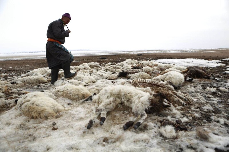 2016년 3월 20일 몽골 서부 오브스 아이막에서 한 목동이 눈 위에 쌓여 있는 가축 사체를 보고 있다. 여름 가뭄에 이어 겨울 폭설이 쏟아지면서 목초지와 초원이 파괴된 몽골에서 ‘조드’라고 불리는 자연재해로 수십만 마리의 가축들이 죽었다. 오브스/EPA 연합뉴스
