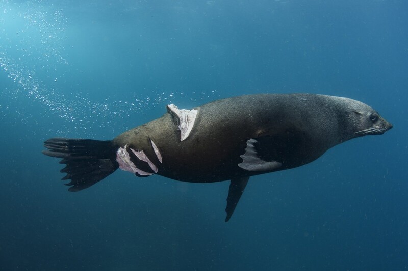 자연 포토저널리즘 부문 금상 ‘부상 당한 물개’. ©Nicolas Remy/worldnaturephotographyawards.com/winners-2022