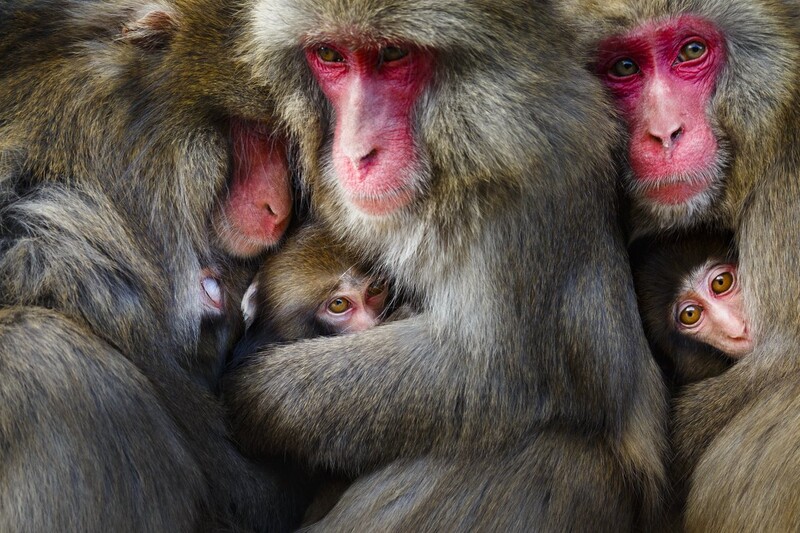 포유류 부문 금상 ‘세 쌍의 일본원숭이’. © Hidetoshi Ogata/worldnaturephotographyawards.com/winners-2022