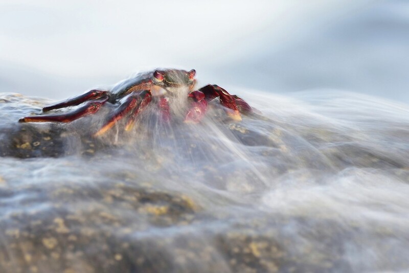 무척추동물 부문 금상 ‘붉은게’. © Javier Herranz Casellas/worldnaturephotographyawards.com/winners-2022