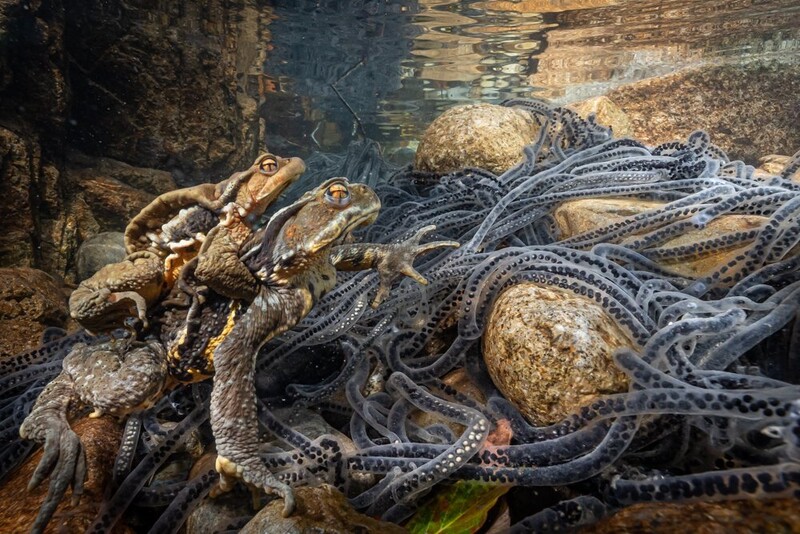 파충류 부문 금상 ‘알 낳는 두꺼비’. © Norihiro Ikuma/worldnaturephotographyawards.com/winners-2022