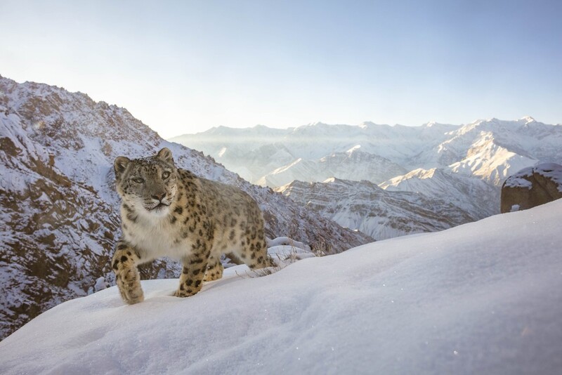 동물 서식지 부문 금상 ‘히말라야의 눈표범’. © Sascha Fonseca/worldnaturephotographyawards.com/winners-2022