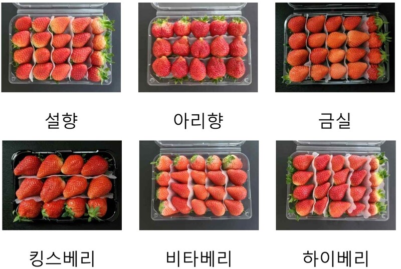 한국에서 재배되는 딸기 품종들. 비타베리, 금실, 킹스베리 순으로 당도가 높다. 농촌진흥청 제공