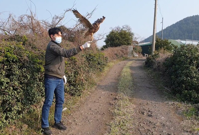 지난달 26일 끈끈이에 걸려 탈진한 상태로 구조된 칡부엉이가 11일 건강을 회복하고 자연의 품으로 돌아가고 있다. 제주대 제주야생동물구조센터 제공