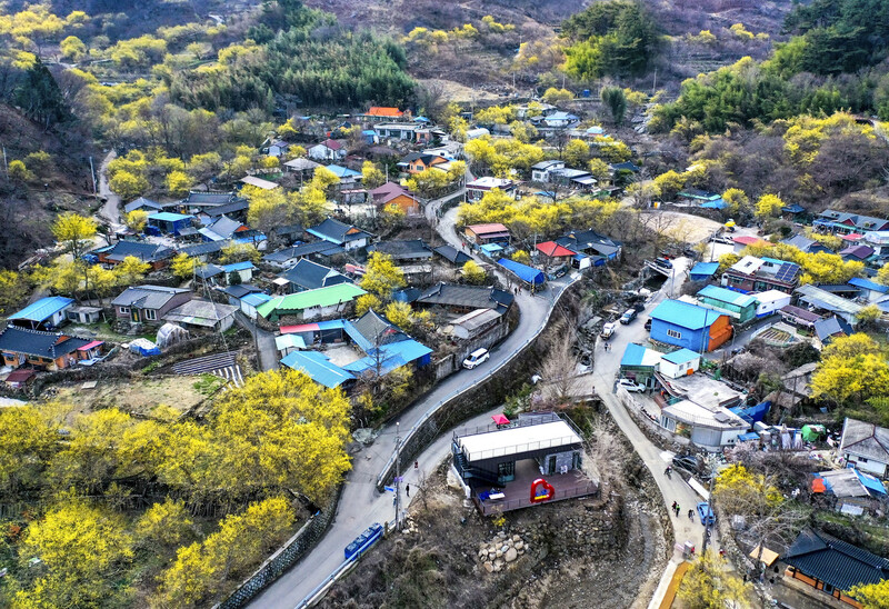 지난해 촬영한 전남 구례군 산동면 위안리 산수유마을의 산수유 개화모습.구례군 제공