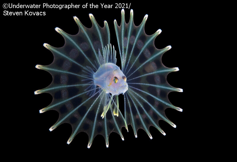 매크로 부문 2등작 `어린 쏠배감팽' Steven Kovacs/Underwater Photographer of the Year 2021