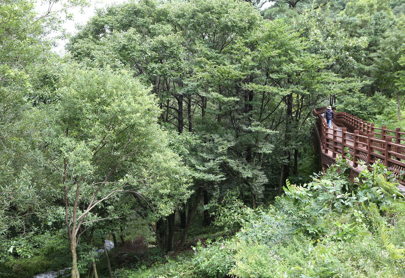 지난달 23일 충남 예산군 예산읍 ‘국립 예산 치유의 숲’ 둘레길. 김선식 기자