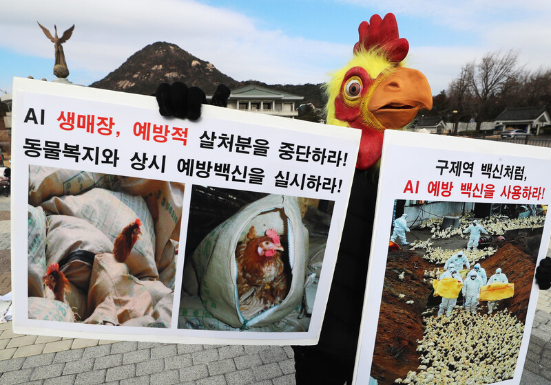 한국동물보호연합 활동가가 지난달 31일 청와대 분수대 앞에서 닭 가면을 쓴 채 조류인플루엔자 예방 백신 사용을 촉구하는 1인 시위를 하고 있다. 연합뉴스