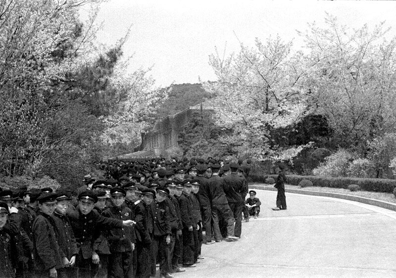 1956년 봄 경무대를 방문한 학생들의 행렬. 벚꽃이 만발한 가운데 학생들 대열 안쪽에 경무대 관저가 보인다. 도판 국가기록원 제공