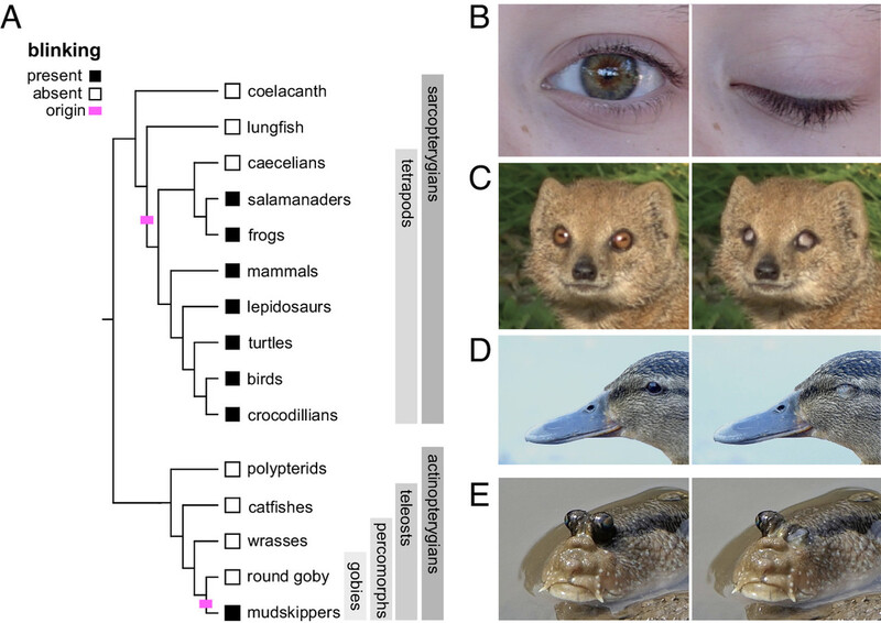 어류의 진화과정을 보면 먼저 연골어류와 경골어류로 갈라진 뒤 약 4억2500만년 전 경골어류가 육기어류와 조기어류로 갈라졌다. 육기어류의 일부가 약 3억7500만년 전 뭍으로 올라와 육상동물로 진화했고, 이 과정에서 각막에 수분을 유지하기 위해 여러 계열에서 다양한 방식의 눈 깜박임이 진화했다(사진 A~E). 한편 조기어류에서는 육상동물이 나오지 못했지만, 갯벌에 사는 말뚝망둥어는 눈을 깜박일 수 있다. 미국 국립과학원 회보 갈무리