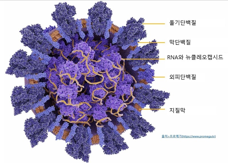 코로나19 바이러스 모형. 바이러스 껍질 안쪽의 보라색 물질이 뉴클레오캡시드, 오렌지색 가닥이 유전물질 RNA다. 출처=프로메가(promega)