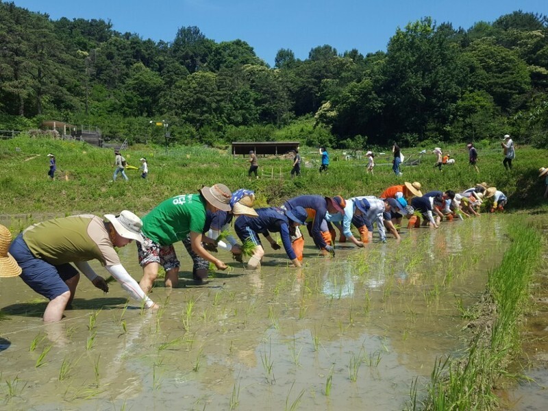 광주시 북구 일곡동 한새봉은 2010년부터 주민들이 논에 벼농사를 짓는 등 광주 도시생태운동의 상징적 공간으로 자리 잡았다. 시민모임 제공