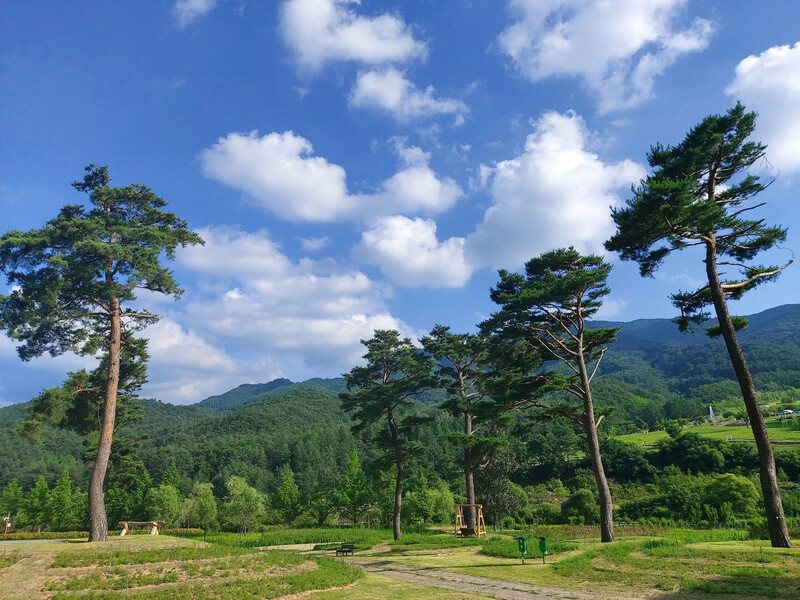 경북 봉화군 춘양면 국립 백두대간 수목원에서 트램을 타고 진입광장으로 돌아가는 길. 김선식 기자