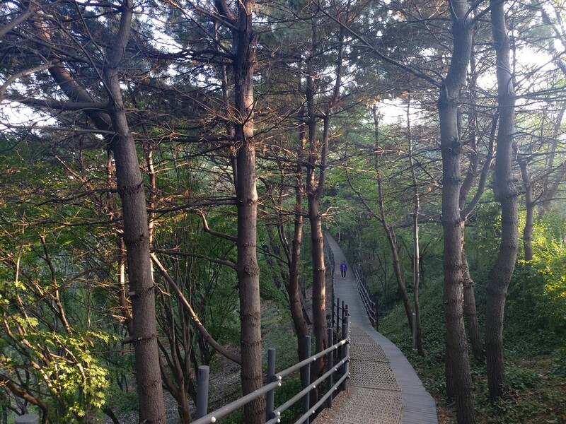 지난 20일 서울 동작구 상도동·흑석동 일대 서달산 ‘잣나무 군락지’에서 이어진 나무 데크 길. 김선식 기자