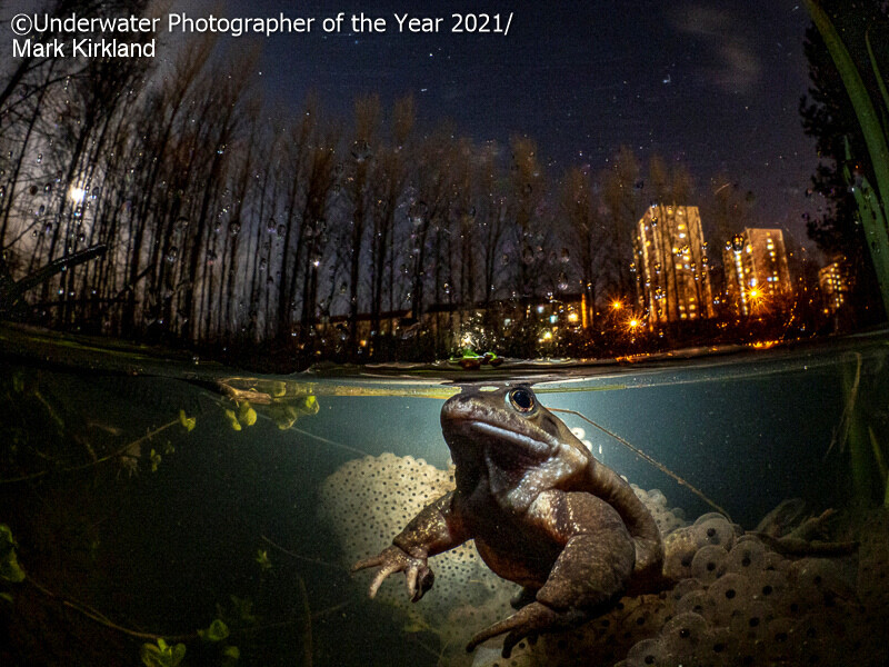 나의 뒤뜰 부문 수상작 `당신이 잠든 동안'. Mark Kirkland/Underwater Photographer of the Year 2021