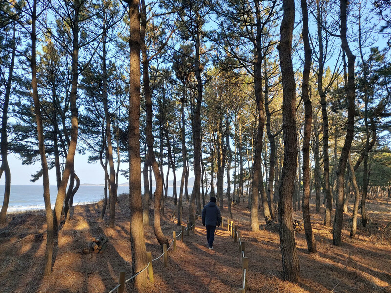 증도 우전해변 옆 ‘한반도 해송 숲’. 김선식 기자