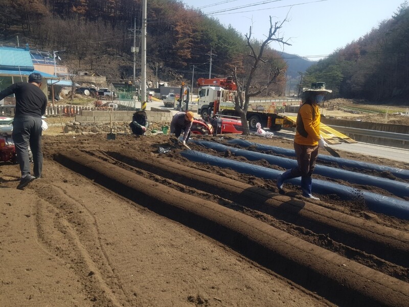 지난 6일 울진군 영농4에이치(4-H)연합회, 농업기술센터가 산불 피해 농가에 퇴비 살포 등 작업을 돕고 있다. 울진군 제공