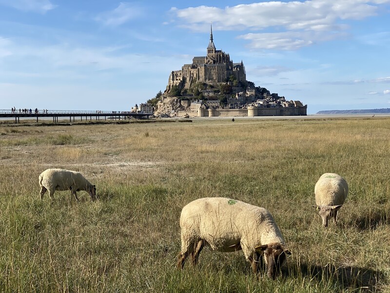 프랑스 노르망디 몽생미셸 인근 드넓은 목초지에서 풀을 뜯고 있는 양들