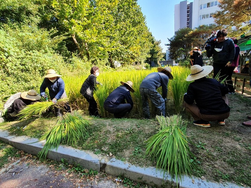 지난달 24일 서울 번동 주공3단지 아파트 안에 있는 텃논에서 추수를 하고 있는 주민들. 이은수 제공