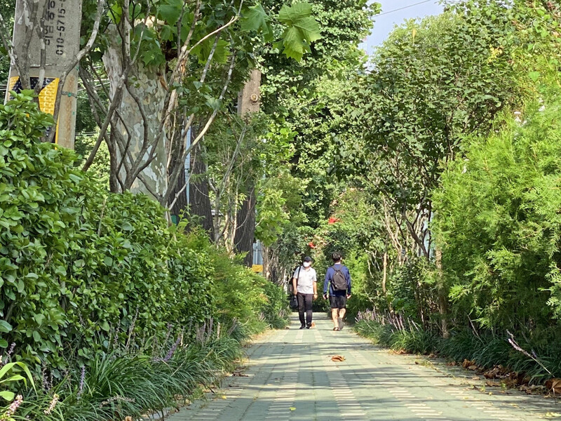 서울 용산구 용산중학교 통학로 가로숲길. 서울시 제공