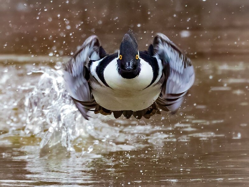 조류 부문 금상 ‘헤엄치는 오리’. © Charles Schmidt/worldnaturephotographyawards.com/winners-2022