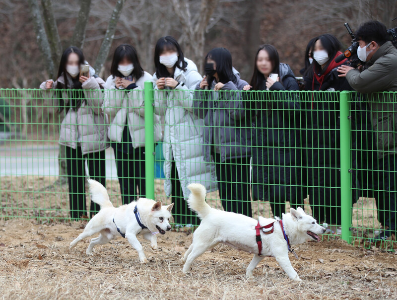 문재인 전 대통령이 기르다 광주 우치동물원에 안착한 풍산개 ‘곰이’와 ‘송강’이 12일 야외 사육장을 뛰어다니고 있다.연합뉴스