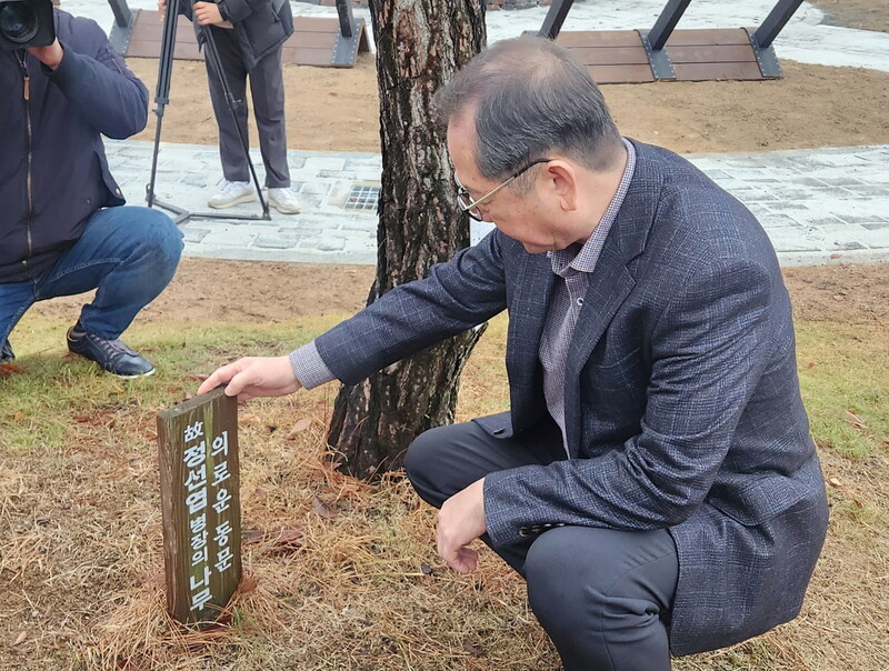 12·12 군사반란 때 육군본부 지하벙커를 지키다 반란군 총탄에 숨진 고 정선엽 병장의 동생 규상씨가 12일 광주 동신고등학교에서 정 병장 추모 소나무를 살펴보고 있다.김용희 기자 kimyh@hani.co.kr