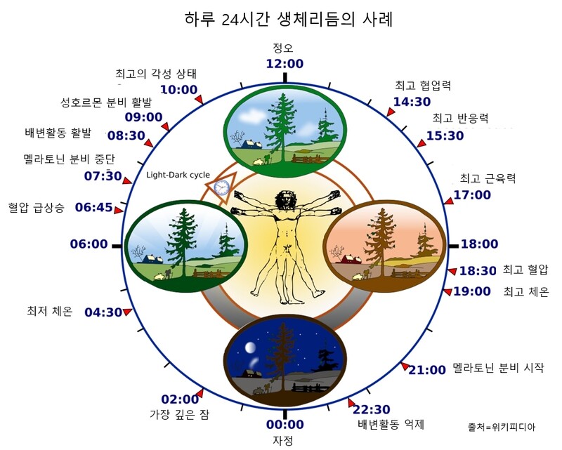 아침에 일찍 일어나고 오후 10시쯤 잠자리에 드는 남성의 생체리듬 사례.