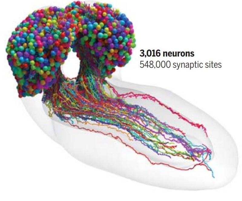 초파리 유충 뇌의 뉴런 신경세포 이미지. &lt;사이언스&gt; 제공