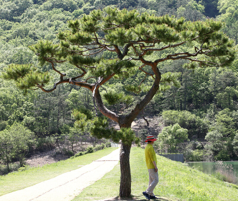 오성저수지에 있는 소나무. 김선식 기자