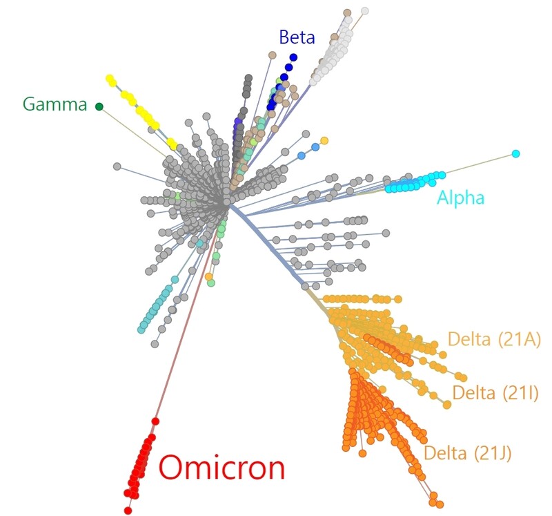 코로나19 바이러스 변이 간의 유전적 거리. 위키피디아