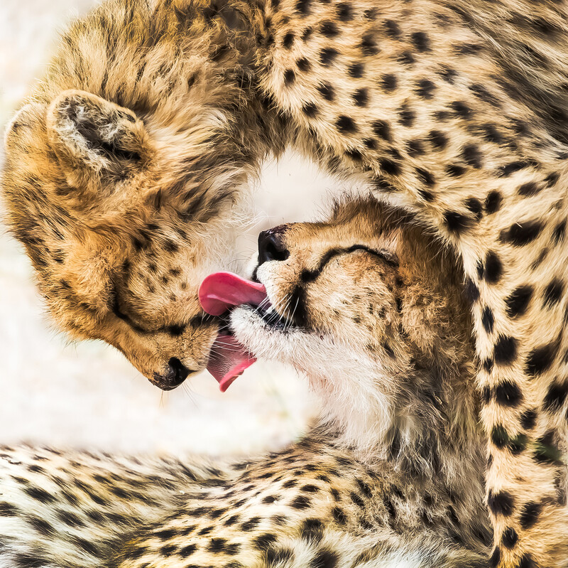 자연·야생부문 수상작 ‘태극 문양’. © Guofei Li, China Mainland, Category Winner, Open competition, Natural World &amp; Wildlife, 2020 Sony World Photography Awards