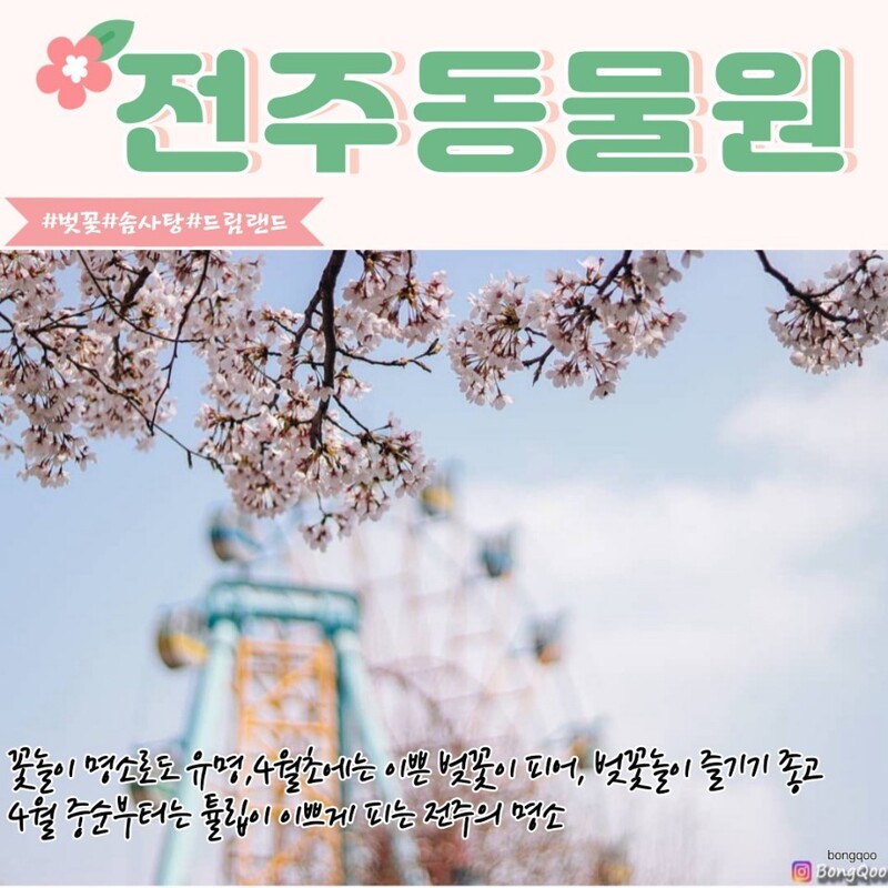 전주동물원의 벚꽃.