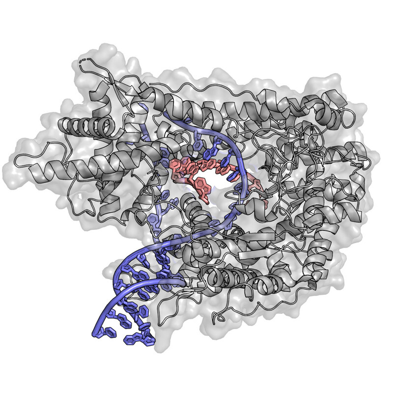 단백질(회색)과 DNA(파란색), RNA(살구색)의 구조 비교. 위키미디어 코먼스