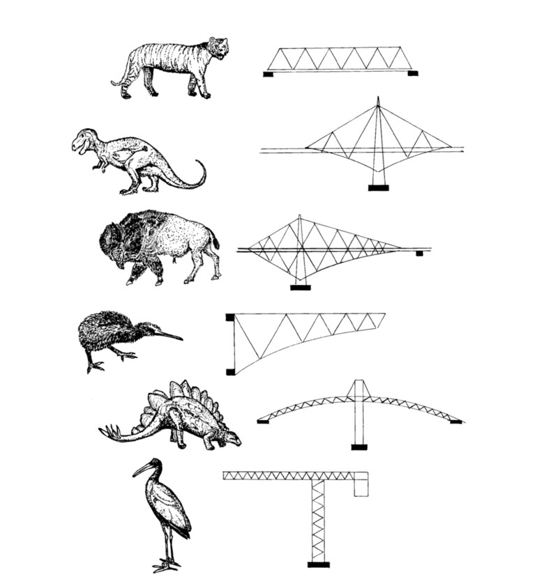 인간이 만든 형태들과 동물들 사이에는 흥미로운 유사점이 존재한다. 위로부터 호랑이와 워런 트러스교, 티라노사우루스와 이중 외팔보 구조, 들소와 아치 및 외팔보 결합 구조, 코끼리새와 단순 외팔보 구조, 스테고사우루스와 받침 아치 구조, 논병아리와 크레인. 이데아 제공