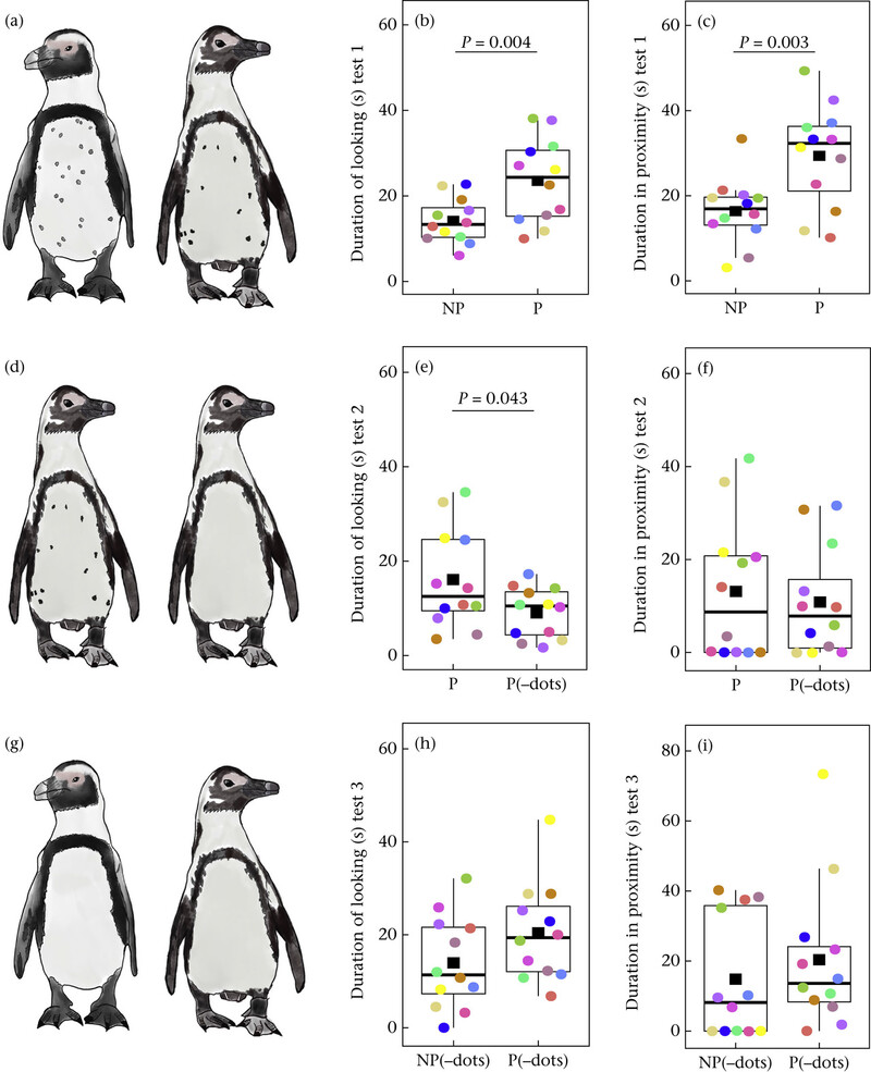 조건을 달리한 펭귄 사진들. 첫번째 실험(a)에서는 배우자와 배우자가 아닌 사진으로 반응을 살폈고, 두 번째 실험(d)에서는 배우자의 사진에서 점을 지운 사진과 그렇지 않은 사진을 보여줬다. 세 번째 실험(g)은 배우자를 알아보는데 점 패턴이 어떠한 역할을 하는지 알아보기 위해 배우자 펭귄과 아닌 펭귄의 점을 모두 지우고 선호도를 살폈다. 루이지 바치아돈나·토리노대학교