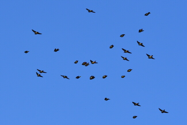 빠른 날갯짓을 하거나 날개를 접고 유선형으로 활공하는 홍여새와 황여새의 비행 모습.