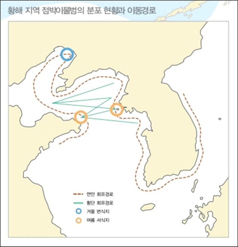 서해 북쪽 끝 랴오둥만 해빙에서 번식한 점박이물범은 중국 보하이 해와 한반도 해안을 회유하며 산다. 인천녹색연합 제공.