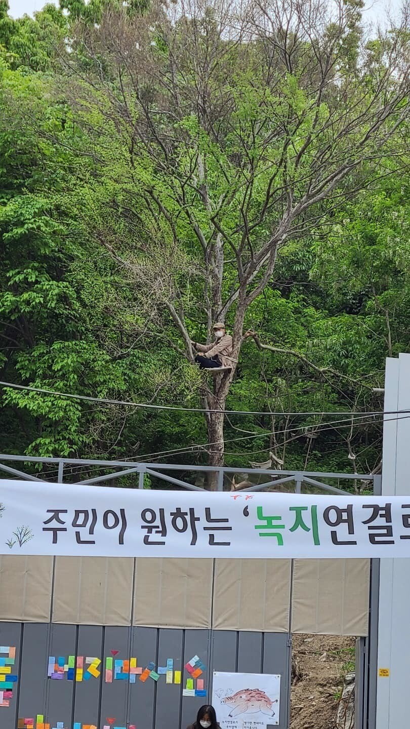 지난 10일 해등로 녹지연결로 공사가 재개되자, 주민 강우진씨가 오후 2시부터 7시까지 제거 예정인 느릅나무 위에 올라가서 농성을 벌였다. 주민 제공