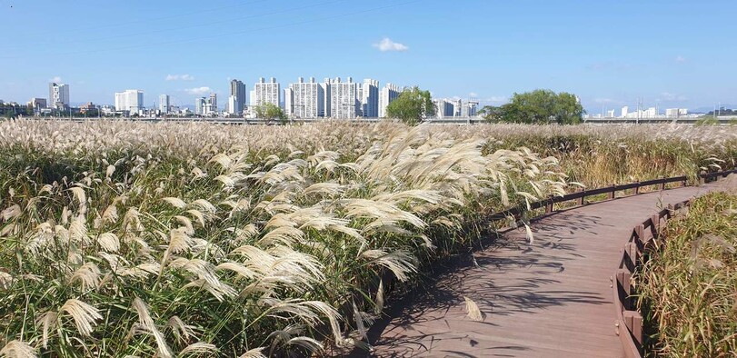 울산 태화강 하구 물억새 군락. 울산시 제공