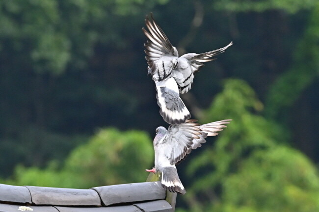 양비둘기는 허리와 꼬리 끝부분에 흰색과 검은색의 구분이 명확하다.