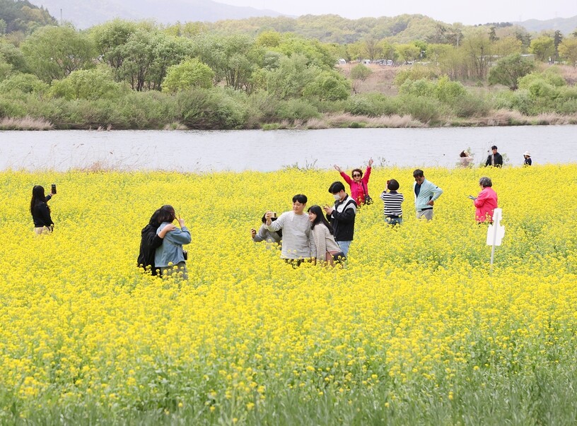 충북 충주시 엄정면 목계나루에 흐드러진 유채. 충주시 제공