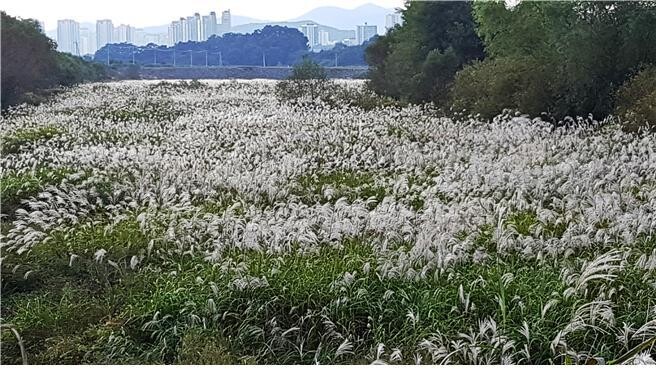 갈대밭으로 장관을 이루는 장남 평야.