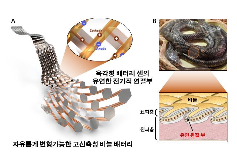 비늘형 배터리와 뱀 비늘의 구조 비교.