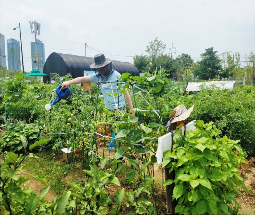 서울 성동구 무지개텃밭에서 주민이 작물에 물을 주고 있다. 성동구 제공